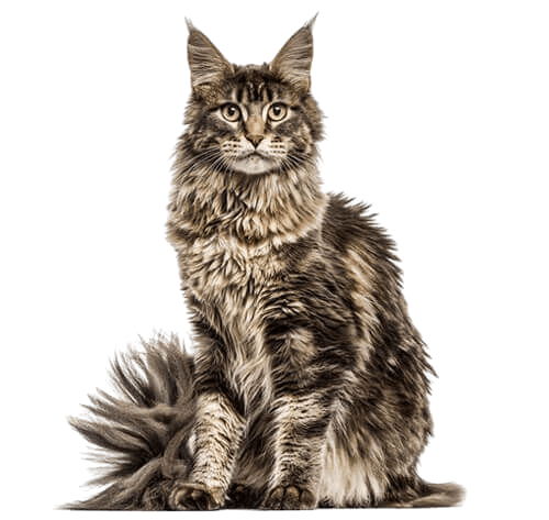 maine coon kitten kaufen