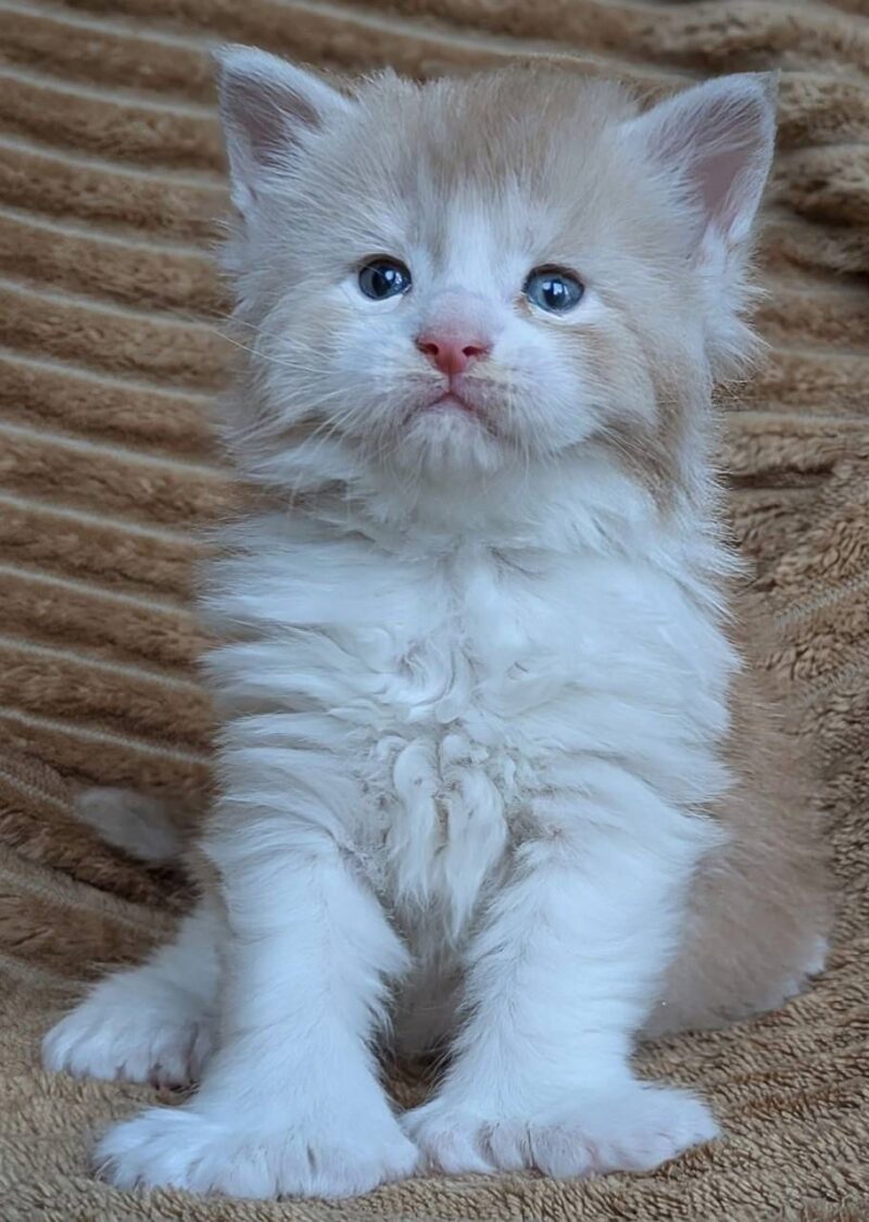 Mia