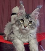 Tom