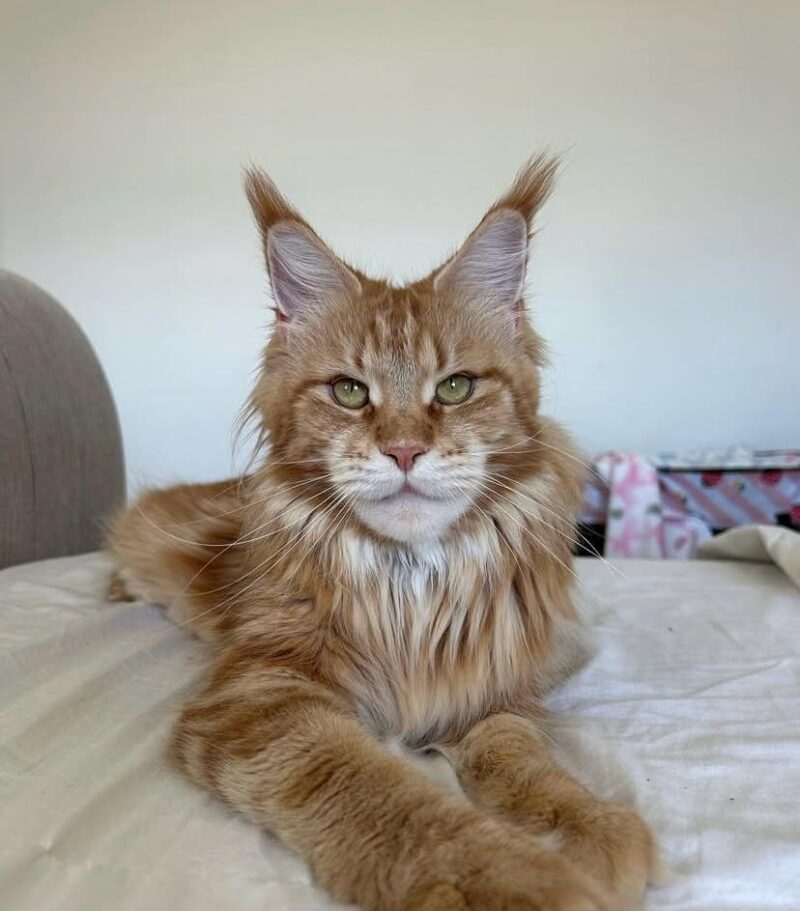 Nala