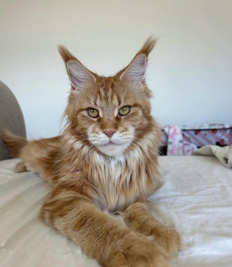 Nala – Bild 2