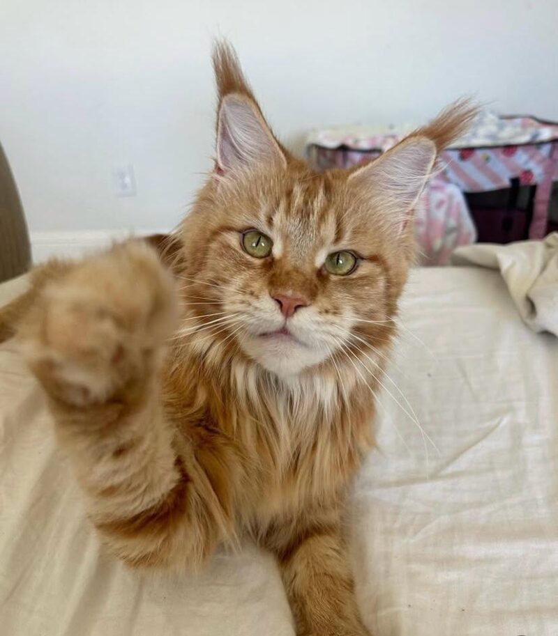 Nala – Bild 3