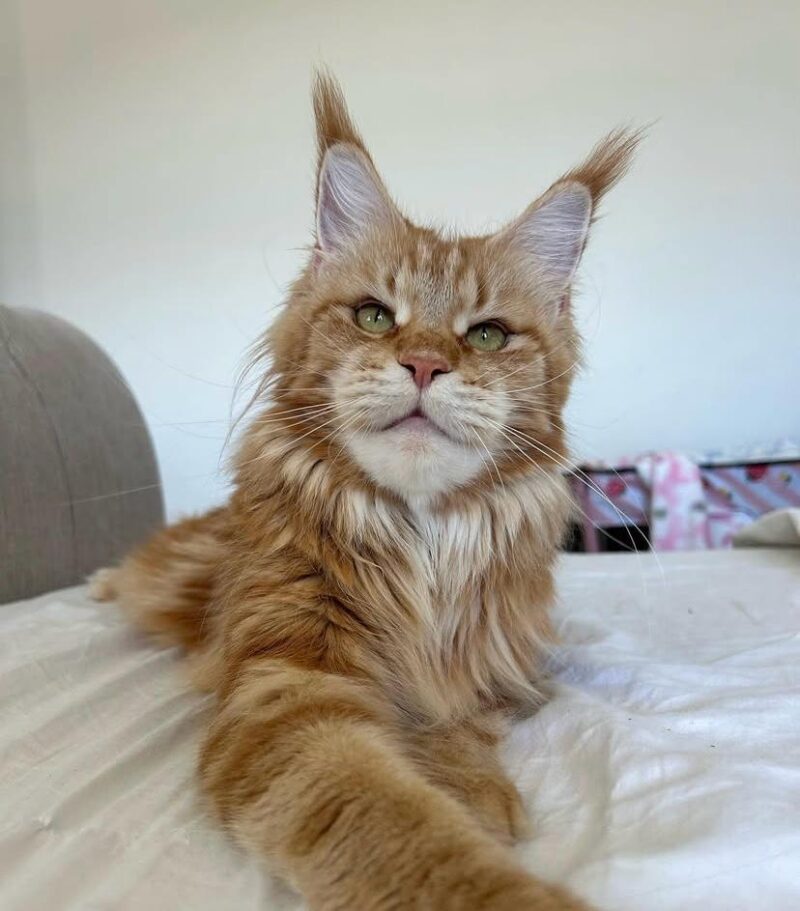 Nala – Bild 4