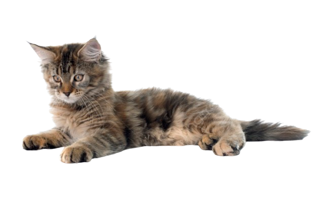 maine coon kitten kaufen